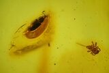 Fossil Spider, Beetle, Two Ants & Butterfly In Baltic Amber #163528-3
